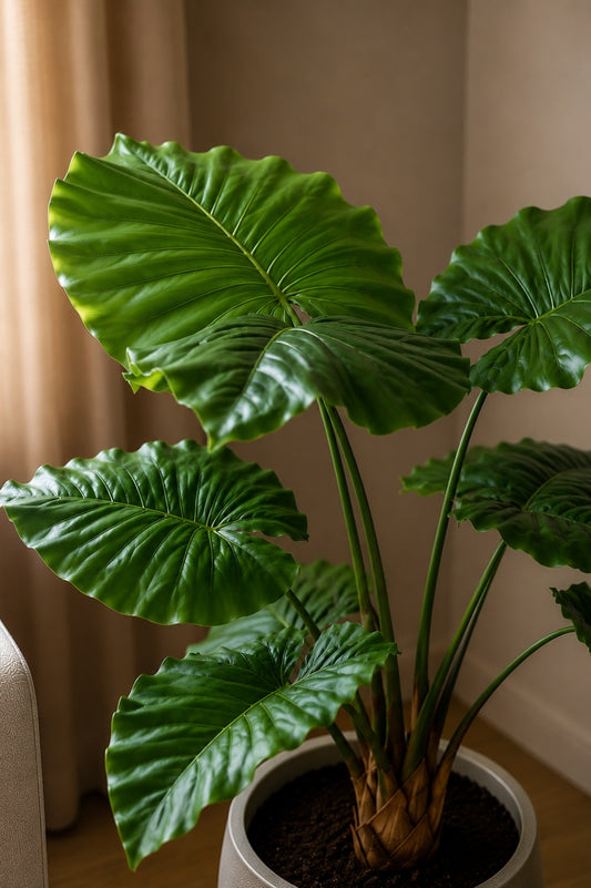 Alocasia i potte 70 cm