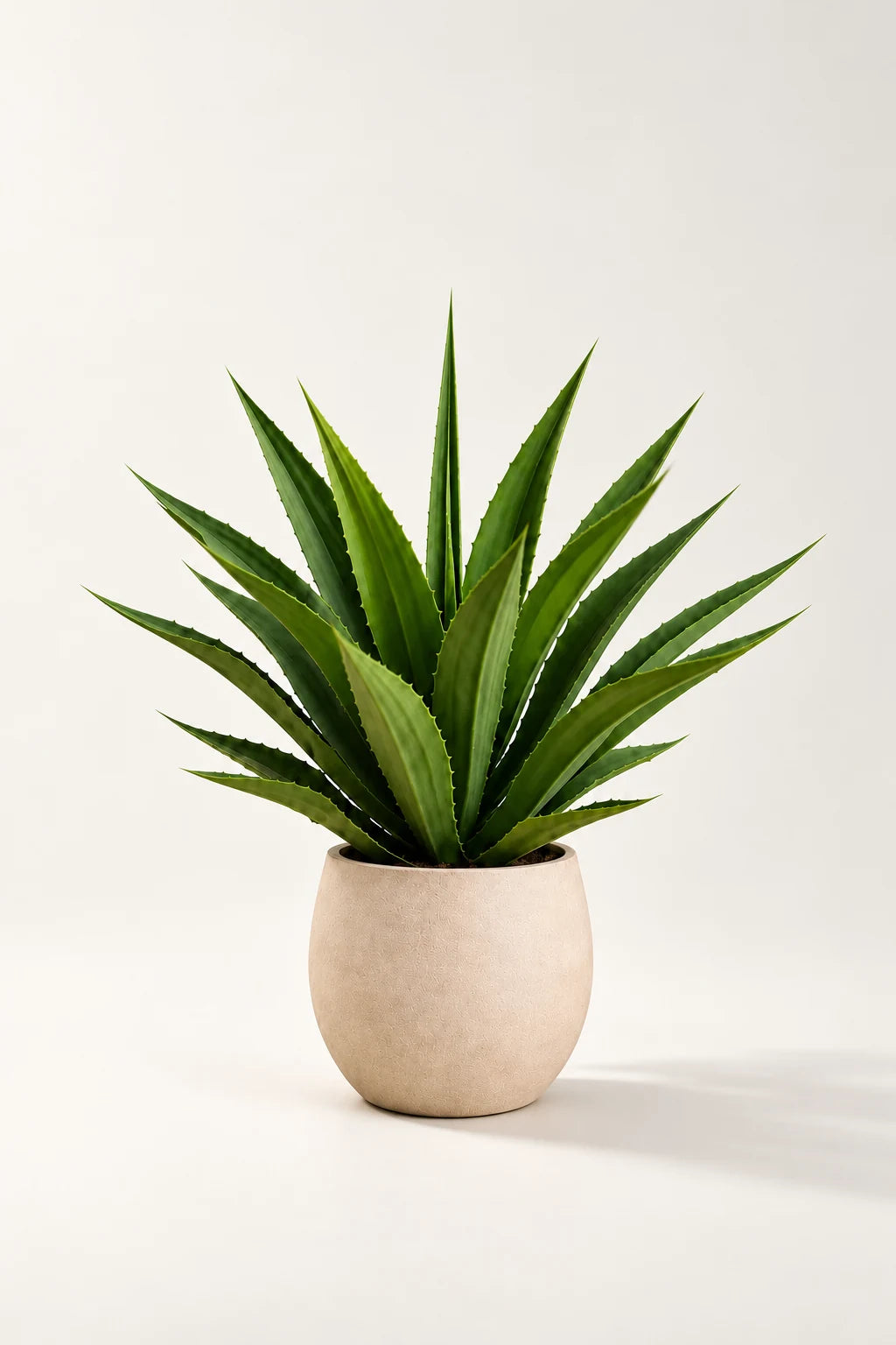 Agave UV i potte 70 cm