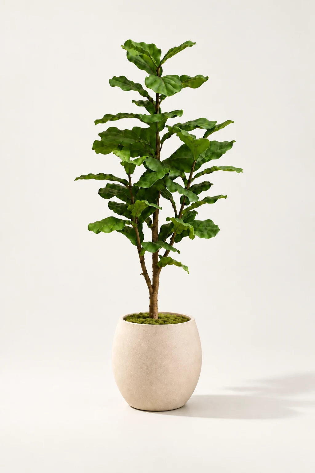 Fiolinfiken 120 cm