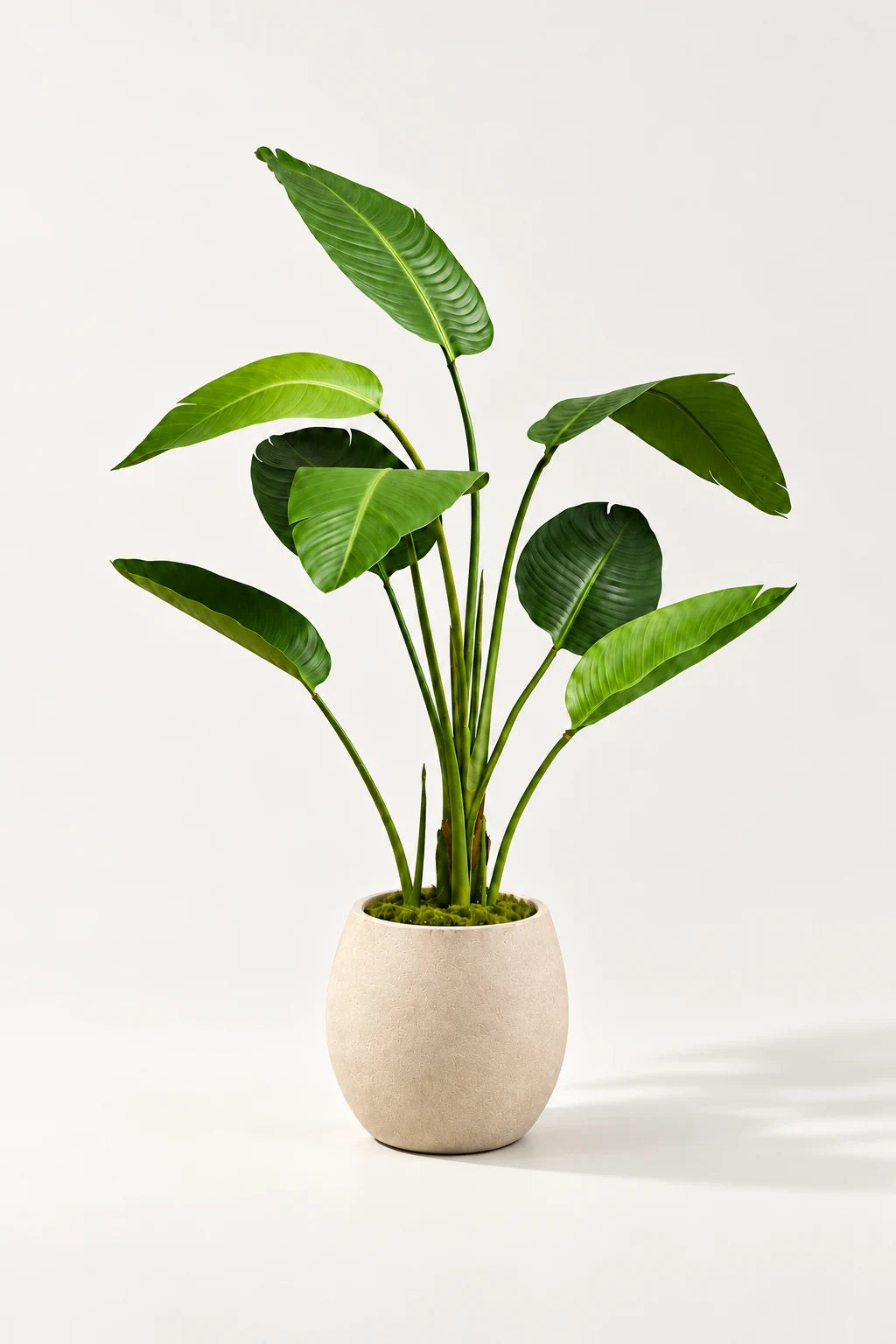 Strelitzia plante 120 cm