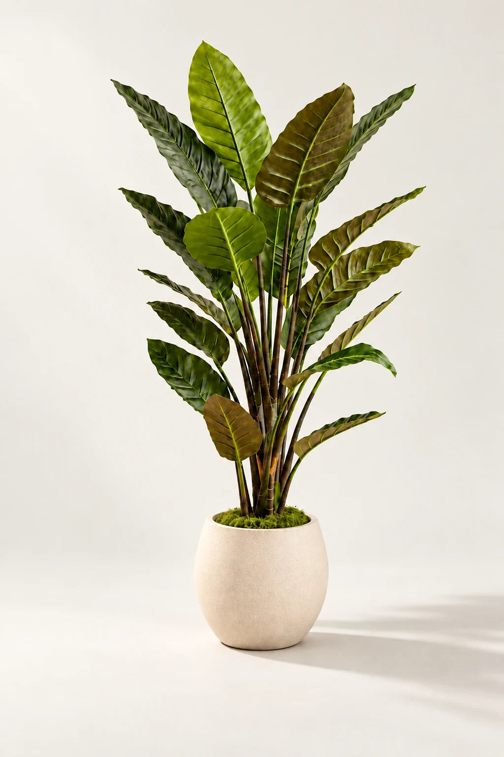 Strelitzia plante 135 cm