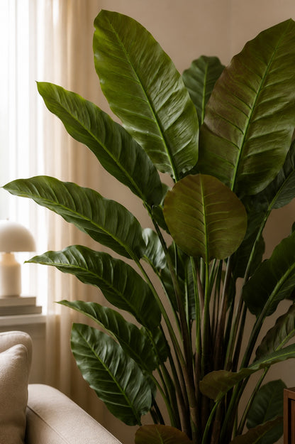 Strelitzia plante 135 cm