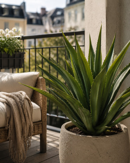 Agave UV i potte 70 cm