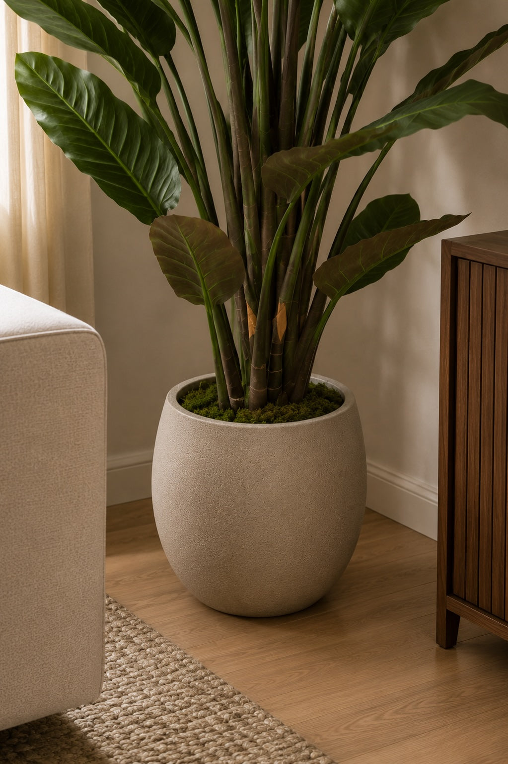 Strelitzia plante 135 cm