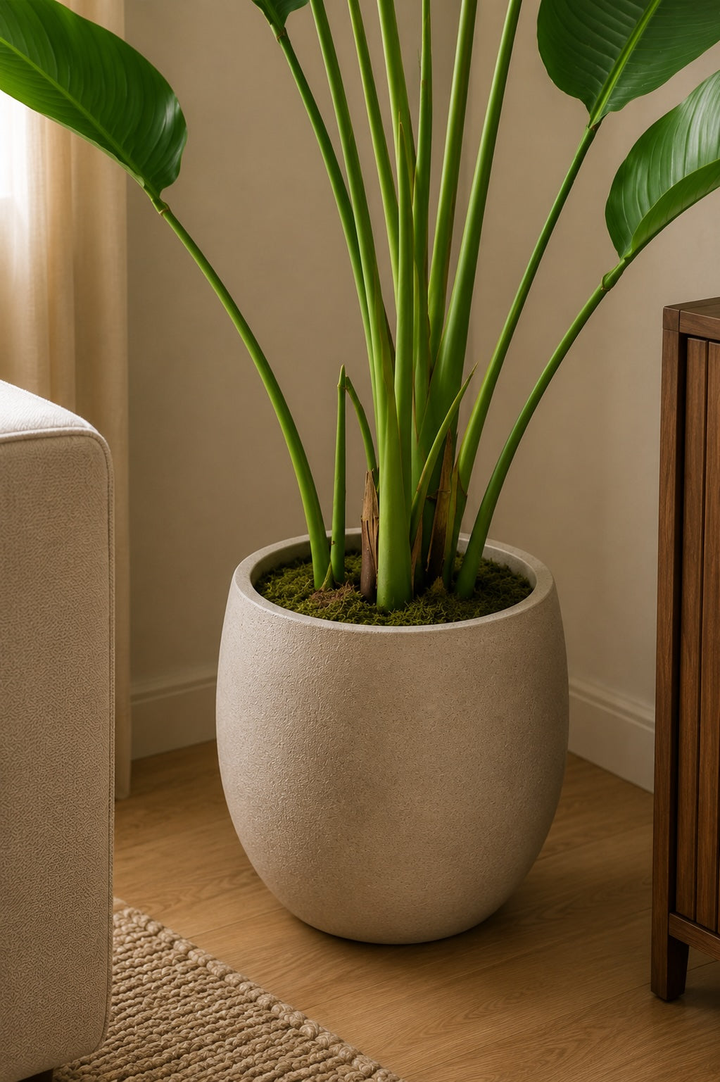 Strelitzia plante 120 cm