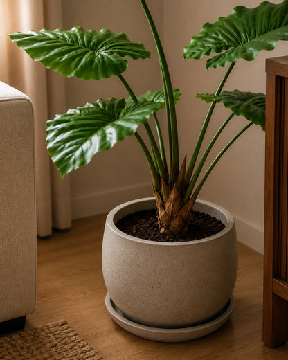 Alocasia i potte 70 cm