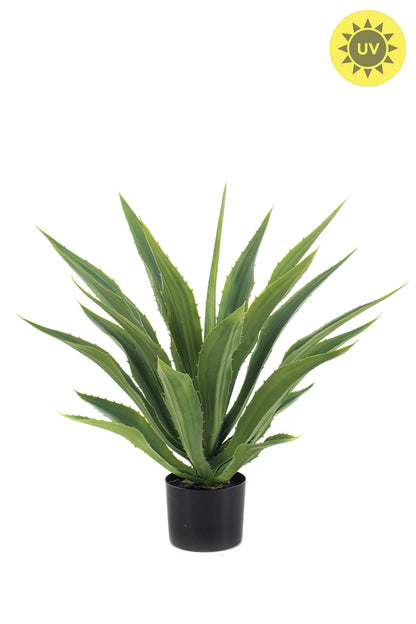 Agave UV i potte 70 cm