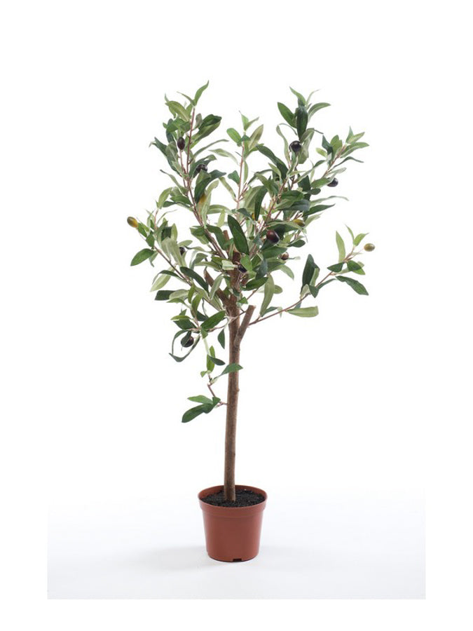 Mini oliventre i potte 65 cm