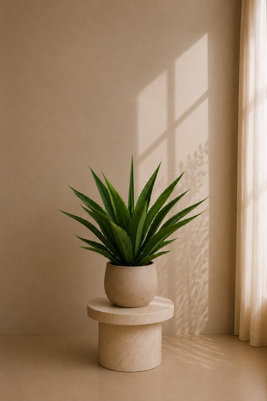 Agave UV i potte 70 cm