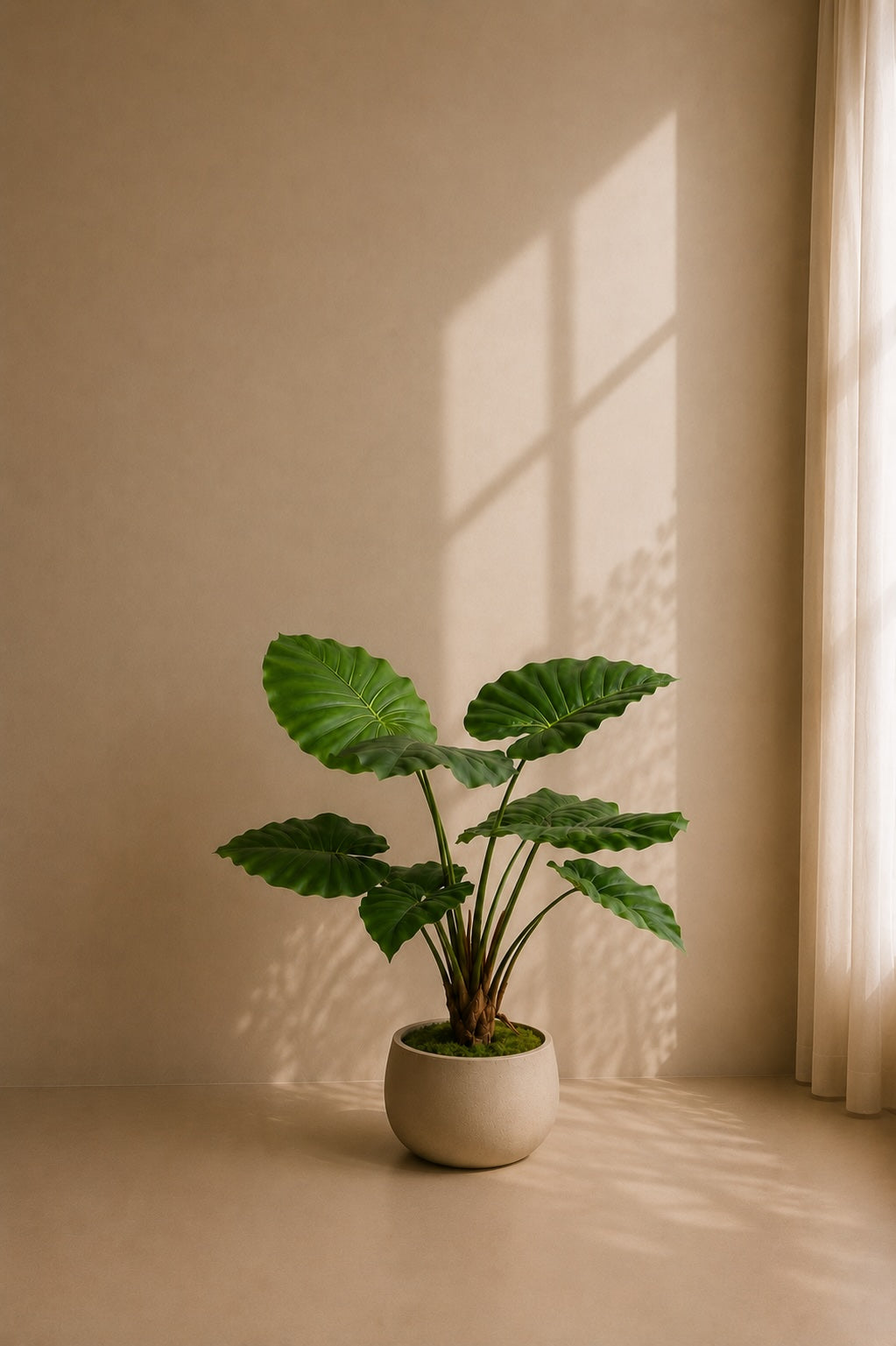 Alocasia i potte 70 cm