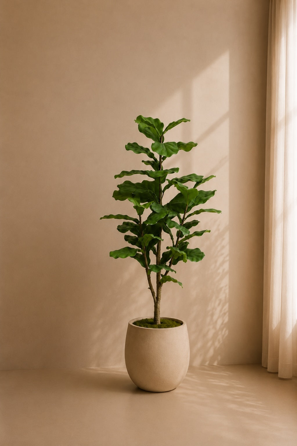Fiolinfiken 120 cm