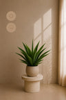 Agave UV i potte 70 cm