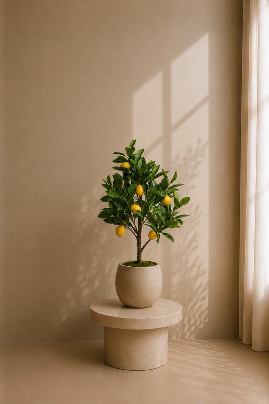 Sitrontre i potte 72 cm