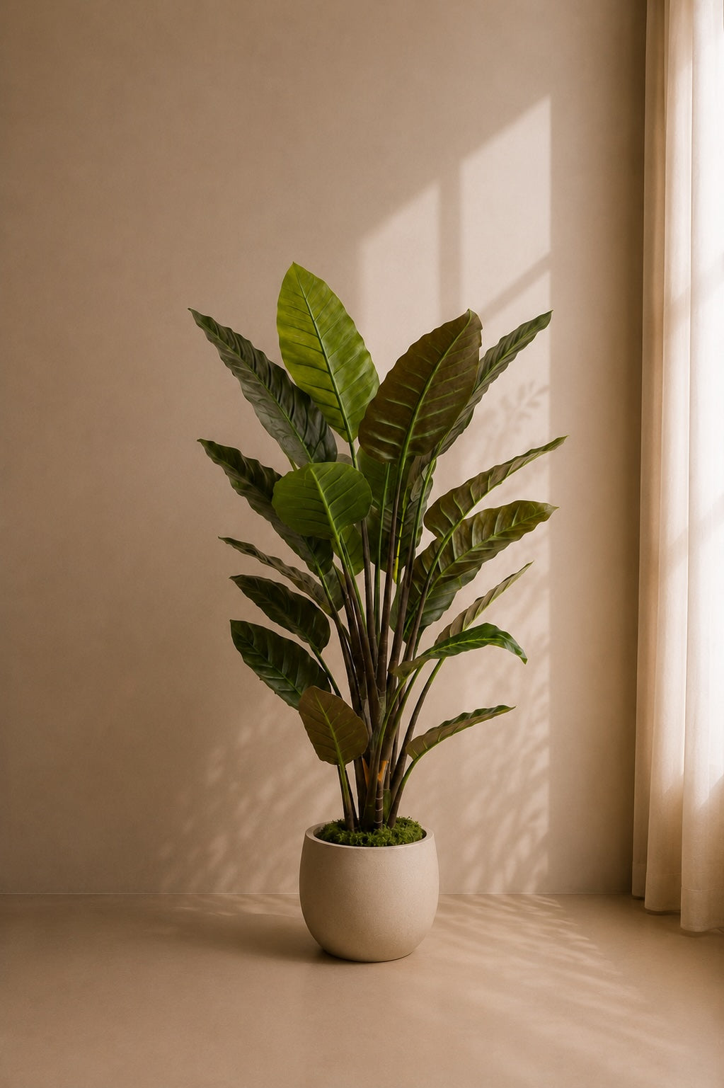 Strelitzia plante 135 cm
