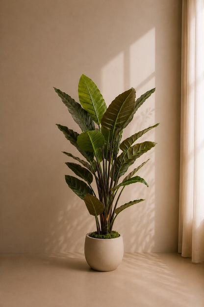 Strelitzia plante 135 cm