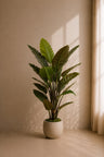 Strelitzia plante 135 cm