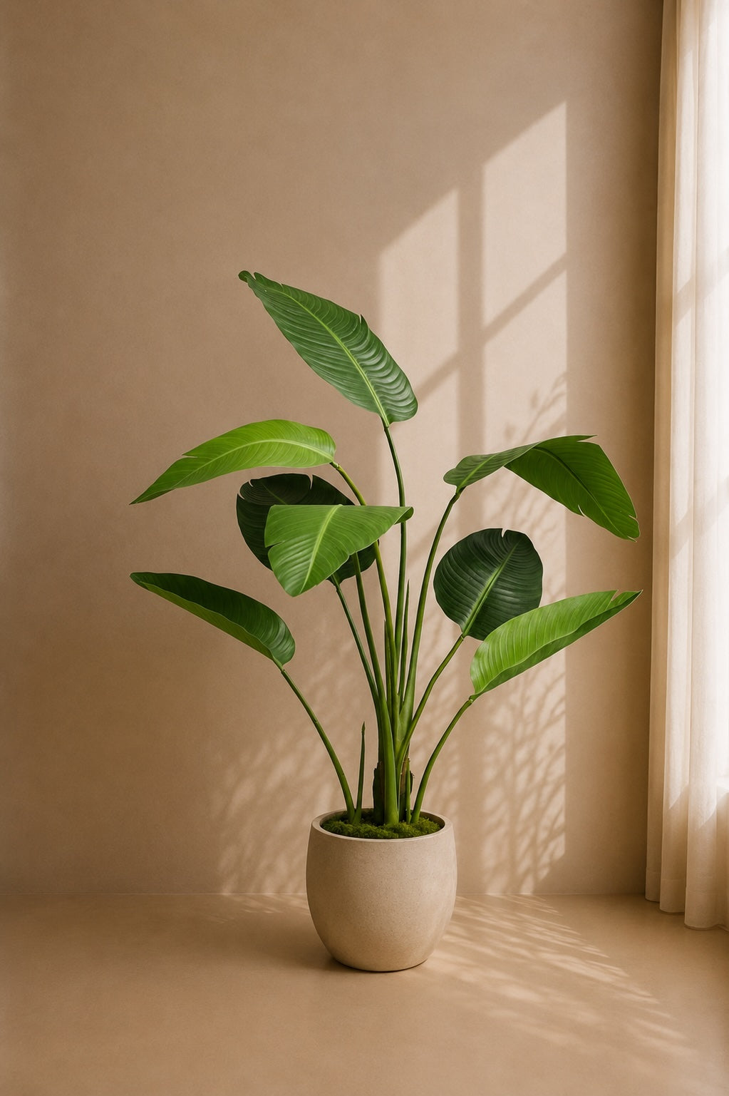 Strelitzia plante 120 cm