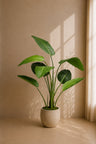 Strelitzia plante 120 cm