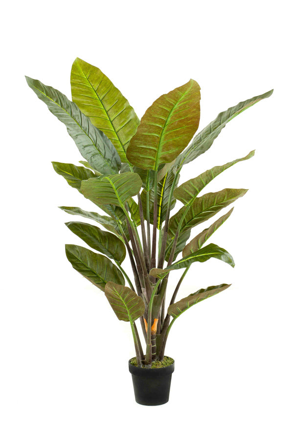Strelitzia plante 135 cm