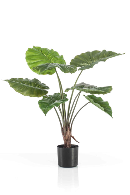 Alocasia i potte 70 cm