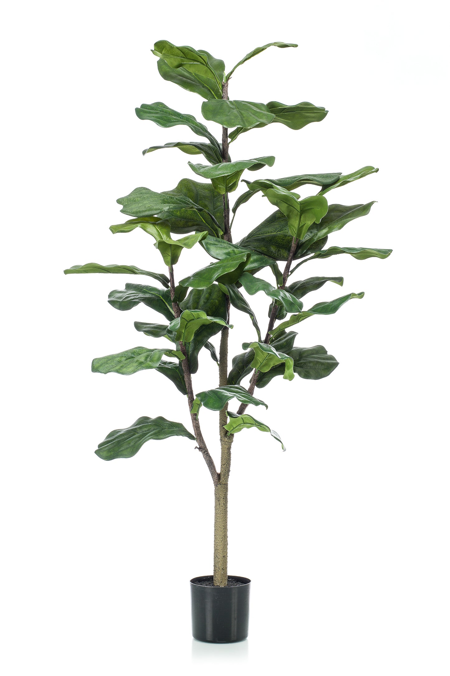 Fiolinfiken 120 cm