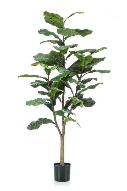 Fiolinfiken 120 cm