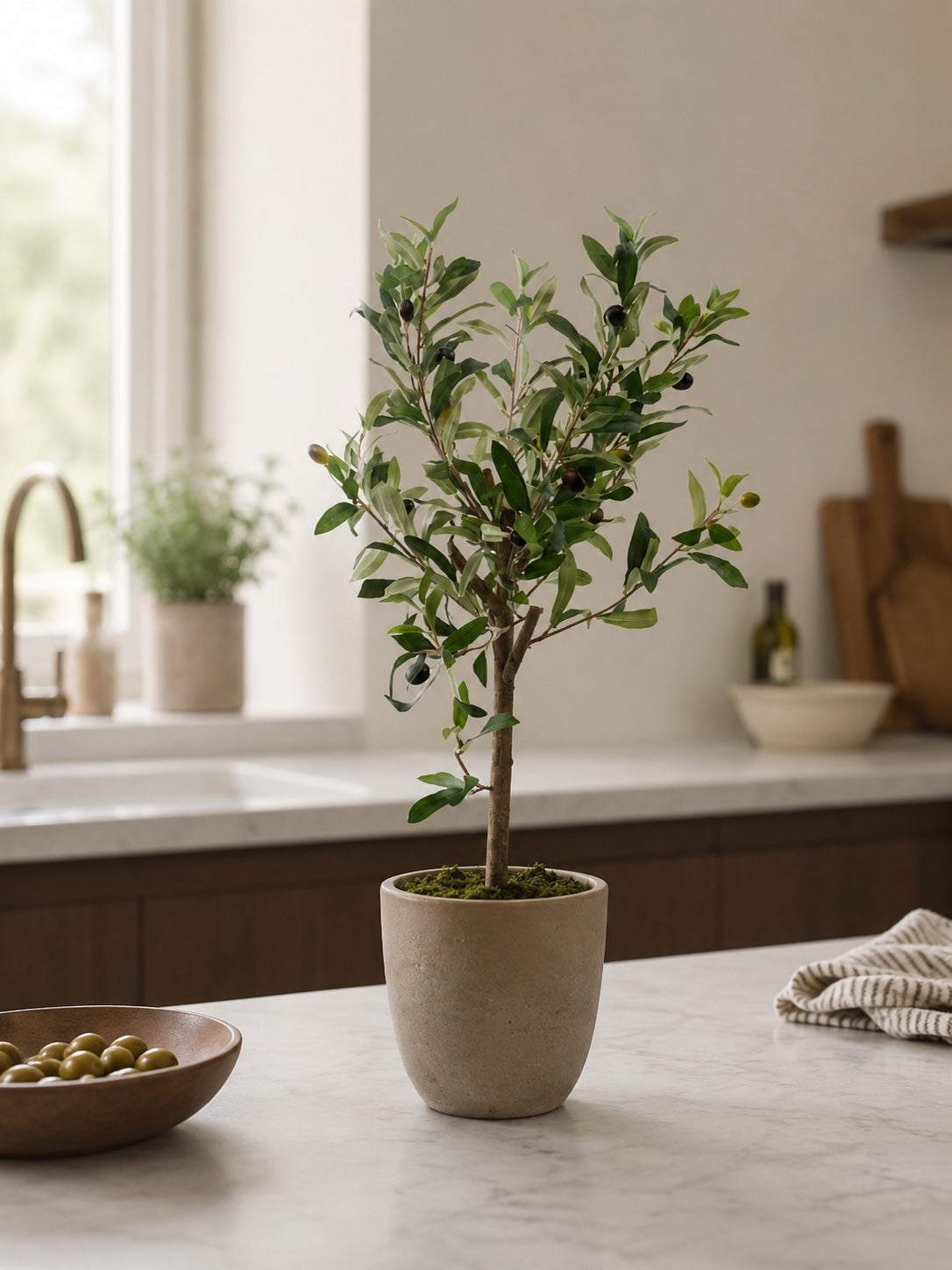 Mini oliventre i potte 65 cm
