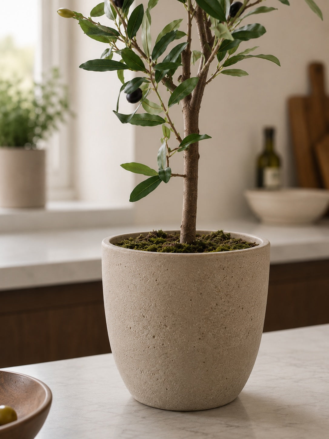 Mini oliventre i potte 65 cm