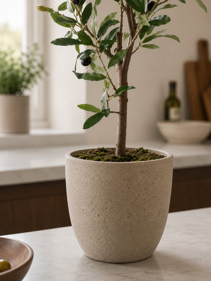 Mini oliventre i potte 65 cm