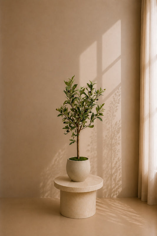 Mini oliventre i potte 65 cm