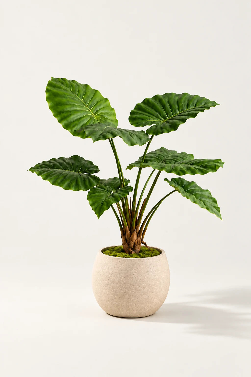Alocasia i potte 70 cm
