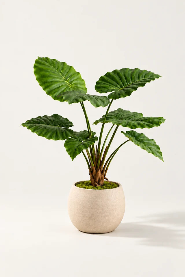 Alocasia i potte 70 cm