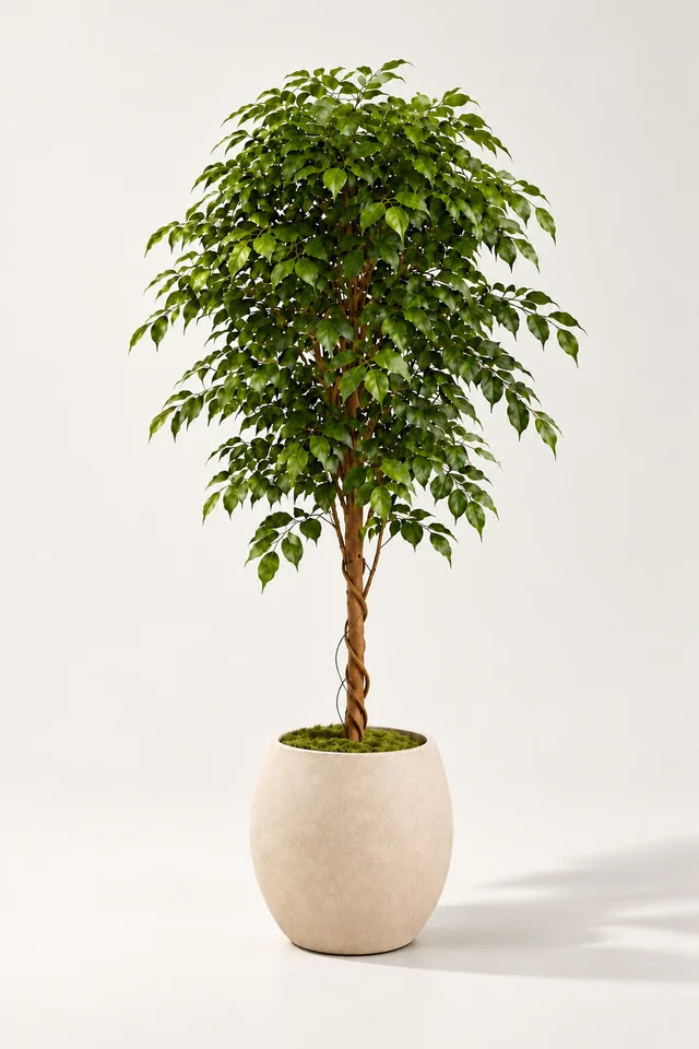 Fikentre Deluxe 140 cm