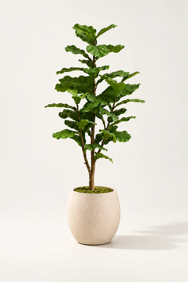 Fiolinfiken 120 cm