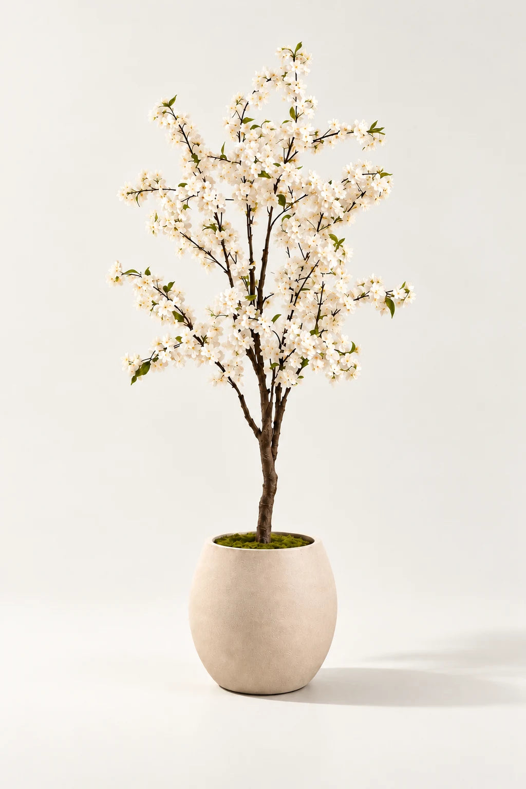 Hvitt kirsebærtre 135 cm