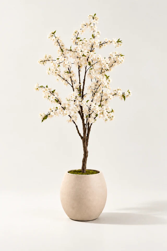 Hvitt kirsebærtre 135 cm