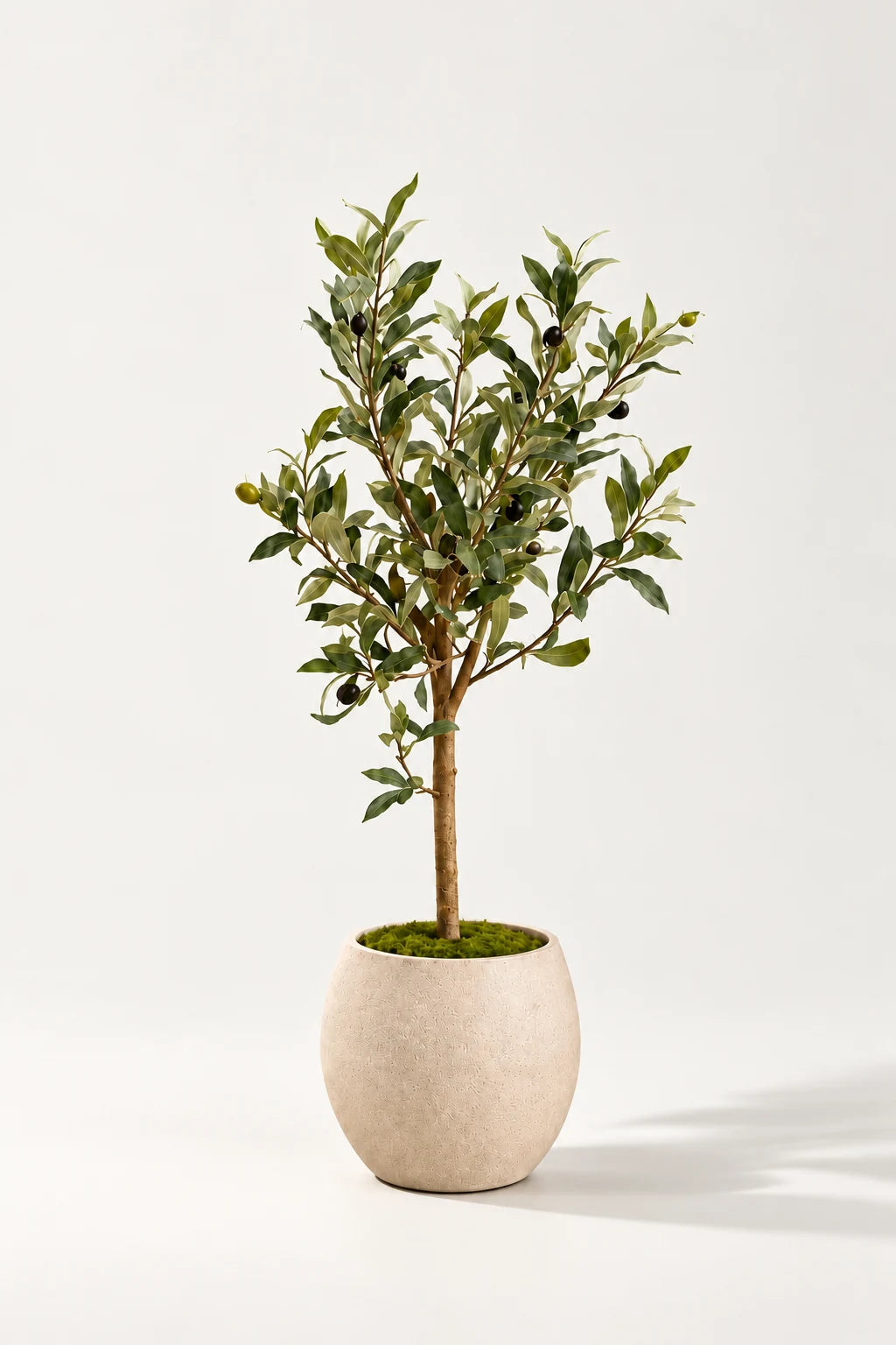 Mini oliventre i potte 65 cm