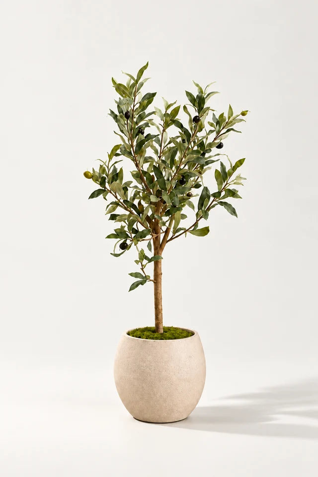 Mini oliventre i potte 65 cm