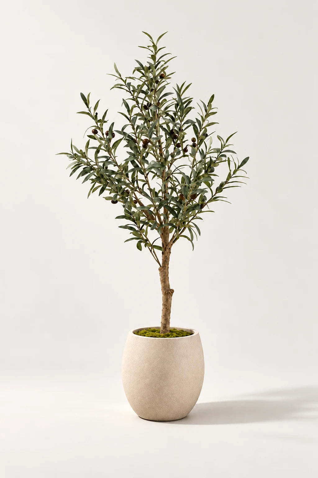 Oliventre 115 cm