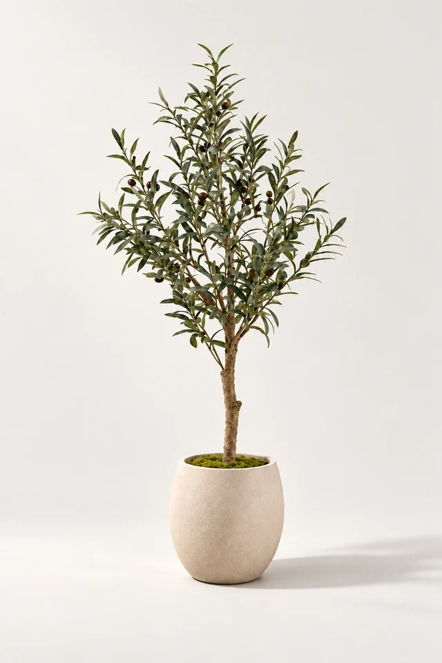Oliventre 115 cm