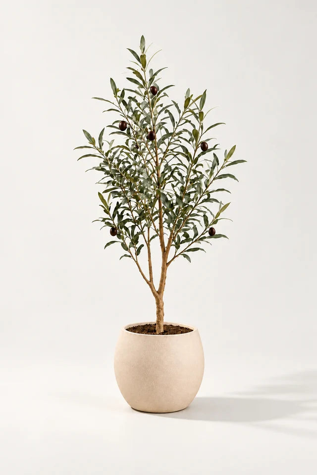 Oliventre 90 cm