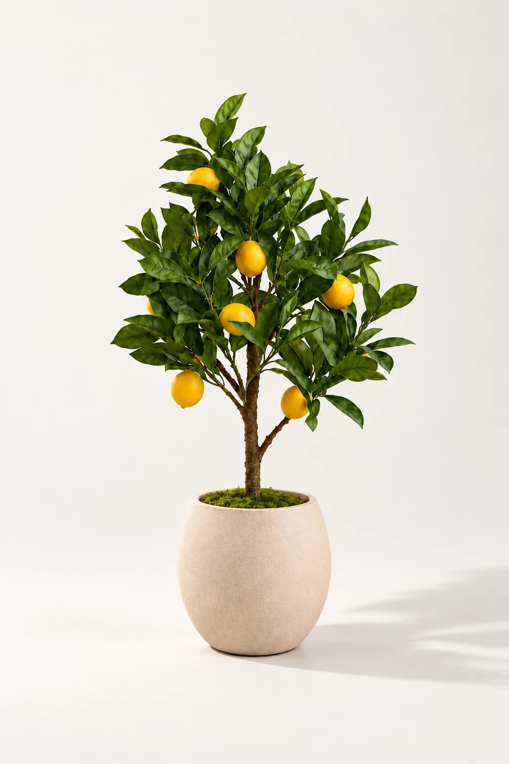 Sitrontre i potte 72 cm